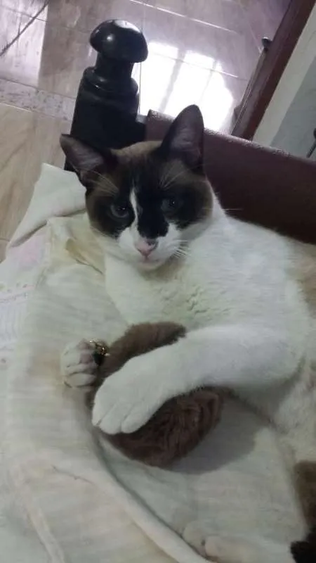 Gato ra a Siamês idade 2 anos nome Bily