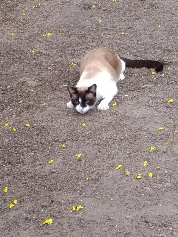 Gato ra a Siamês idade 2 anos nome Bily