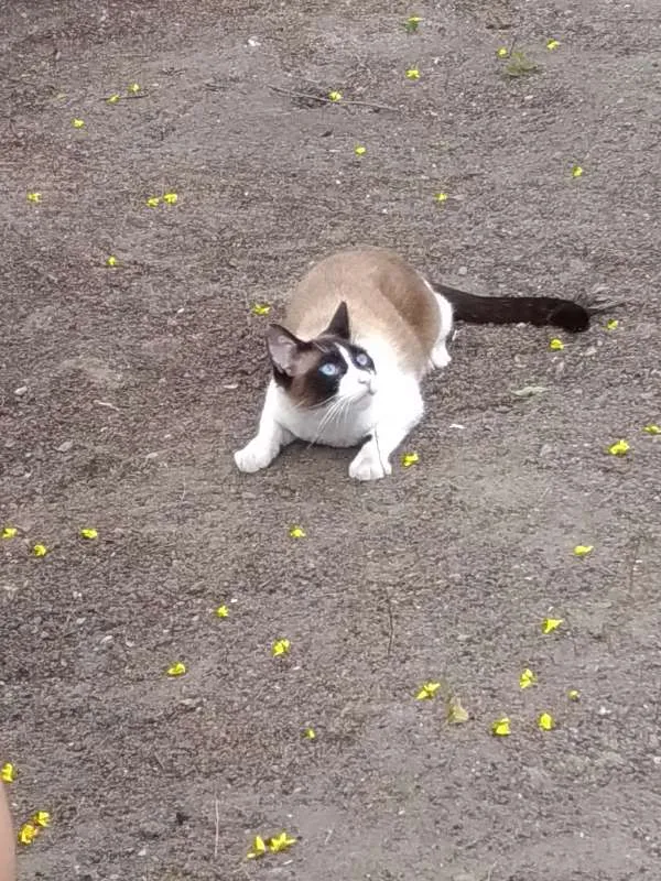 Gato ra a Siamês idade 2 anos nome Bily