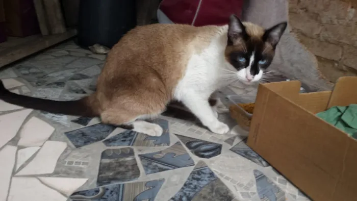 Gato ra a Siamês idade 2 anos nome Bily