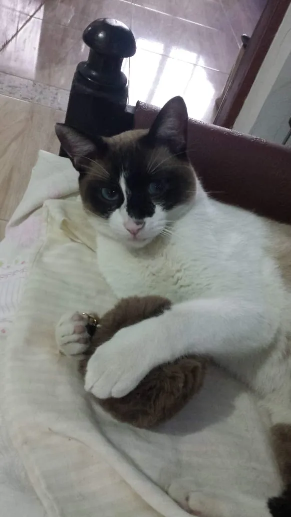 Gato ra a Siamês idade 2 anos nome Bily