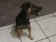 Totó