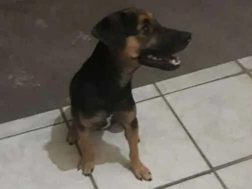 Cachorro raça Indefinida vira lata com bace idade 2 a 6 meses nome Totó