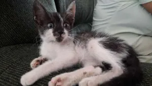 Gato raça Desconhecida  idade 2 a 6 meses nome Theo 