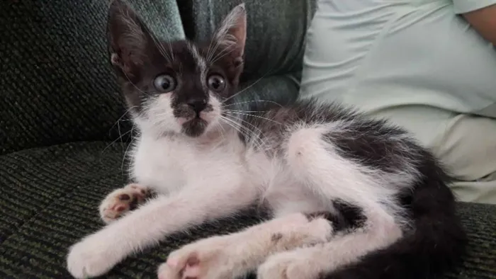 Gato ra a Desconhecida  idade 2 a 6 meses nome Theo 