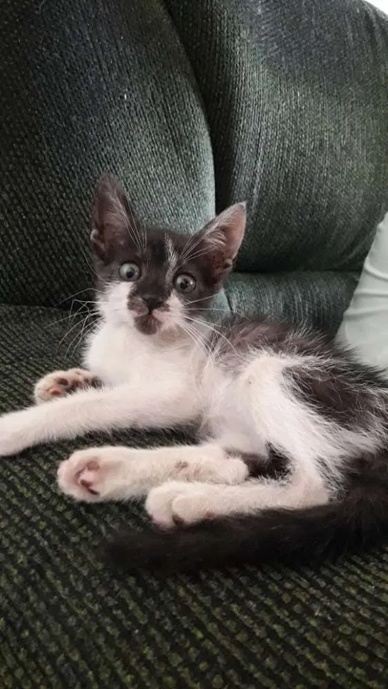 Gato ra a Desconhecida  idade Abaixo de 2 meses nome Theo 