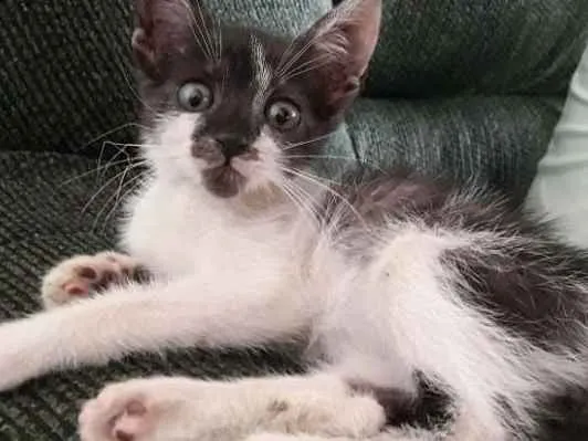 Gato ra a Desconhecida  idade Abaixo de 2 meses nome Theo 
