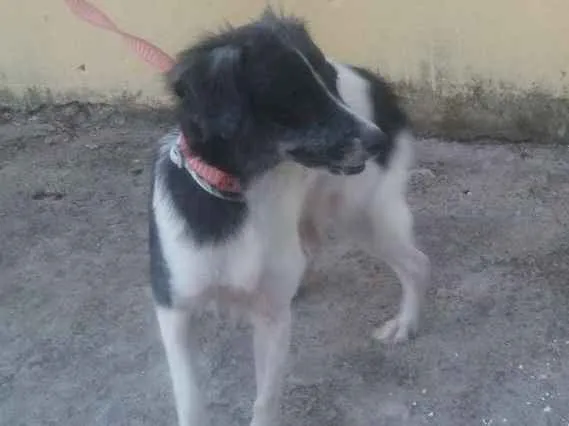 Cachorro ra a mestiça idade 1 ano nome Floquinha CASTRADA