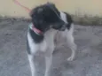 Floquinha CASTRADA