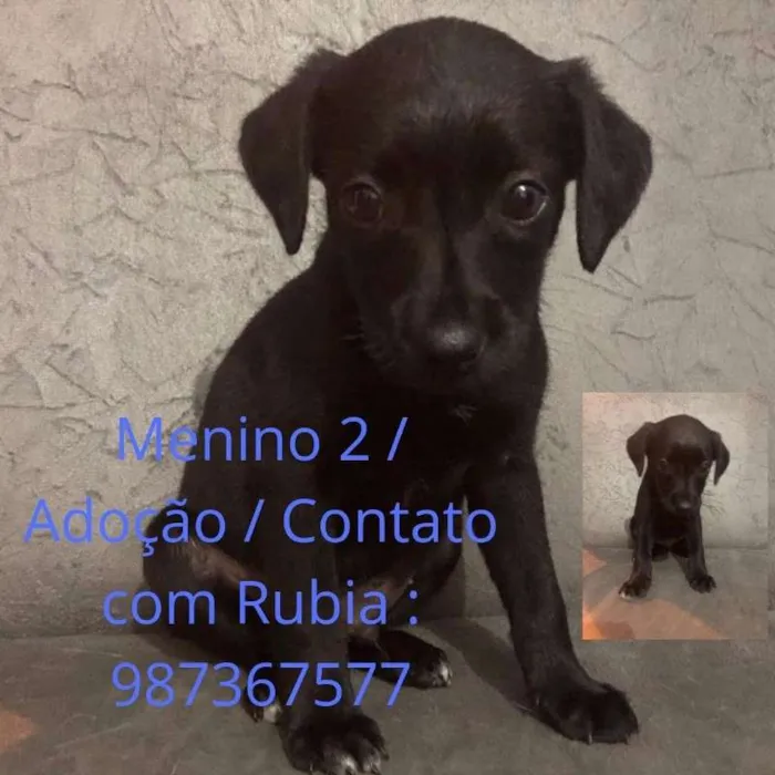 Cachorro ra a Indefinida idade 2 a 6 meses nome Sem nome