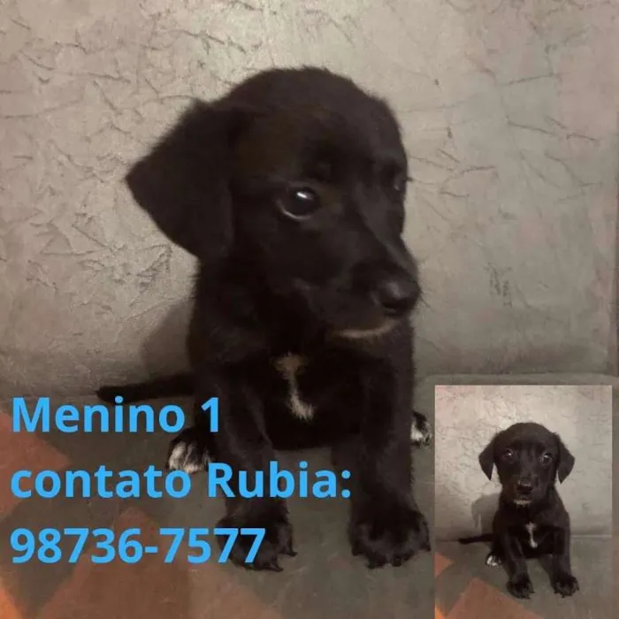 Cachorro ra a Indefinida idade 2 a 6 meses nome Sem nome