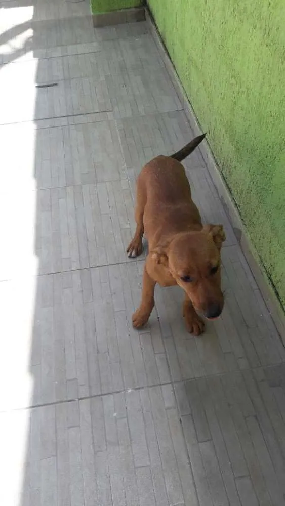 Cachorro ra a Não definida  idade 2 a 6 meses nome Lili