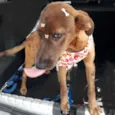 Bom Bom