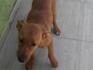 Cachorro raça Não definida  idade 2 a 6 meses nome Lili