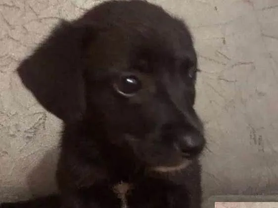 Cachorro ra a Indefinida idade 2 a 6 meses nome Sem nome