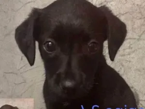 Cachorro raça Indefinida idade 2 a 6 meses nome Sem nome