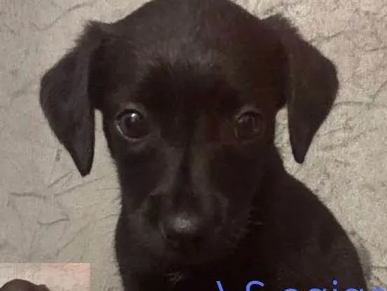 Cachorro ra a Indefinida idade 2 a 6 meses nome Sem nome