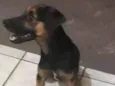Totó