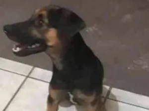 Cachorro raça Indefinida vira lata com bace idade 2 a 6 meses nome Totó