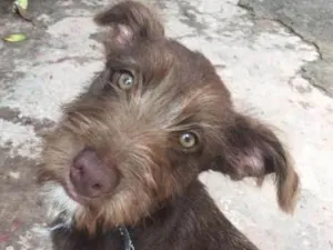 Cachorro raça SRD idade 2 a 6 meses nome Panda