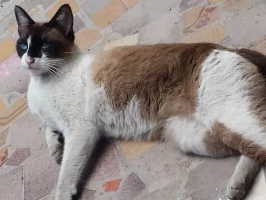 Gato ra a Siamês idade 2 anos nome Bily