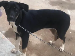 Cachorro raça Rottweiler com Pastor Alemão idade 2 a 6 meses nome Lola
