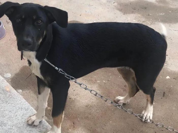 Cachorro ra a Rottweiler com Pastor Alemão idade 2 a 6 meses nome Lola
