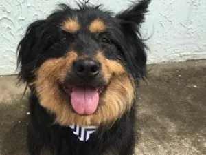 Cachorro raça Poodle idade 5 anos nome Pelucio