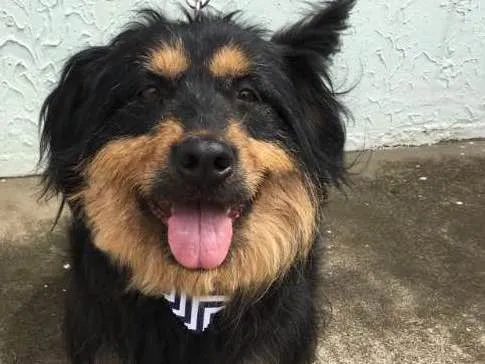 Cachorro ra a Poodle idade 5 anos nome Pelucio