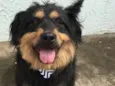 Pelucio