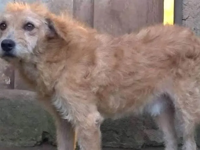 Cachorro ra a sdr idade 2 anos nome sem nome