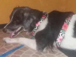 Cachorro raça mestiça idade 1 ano nome Floquinha CASTRADA