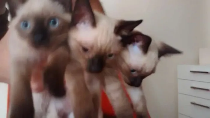 Gato ra a Siamês idade 2 a 6 meses nome não tem nome