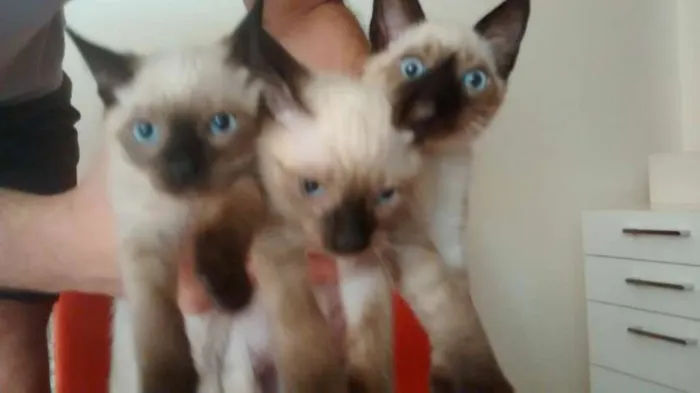 Gato ra a Siamês idade 2 a 6 meses nome não tem nome