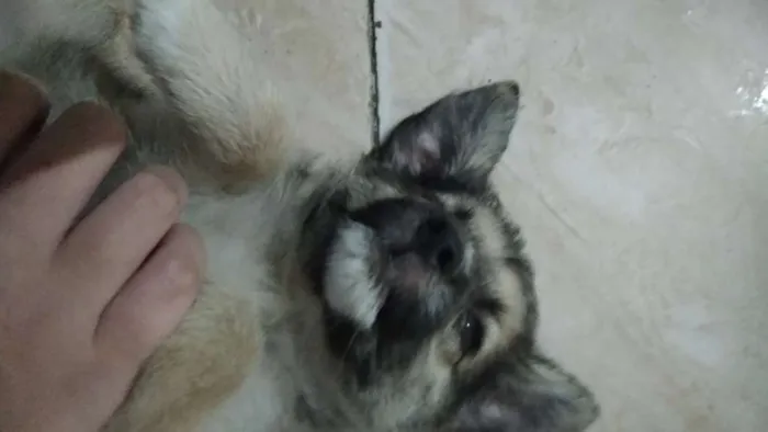 Cachorro ra a Vira lata idade 2 a 6 meses nome Lord
