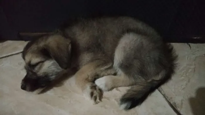 Cachorro ra a Vira lata idade 2 a 6 meses nome Lord
