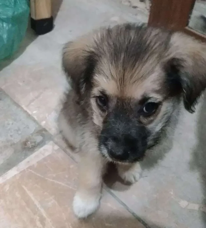 Cachorro ra a Vira lata idade 2 a 6 meses nome Lord