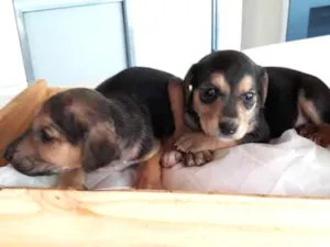 Cachorro raça Indefinida idade Abaixo de 2 meses nome Ainda não tem