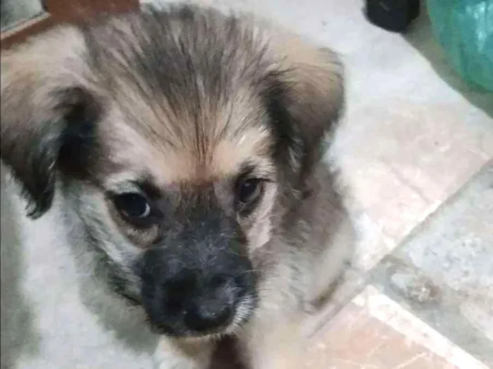 Cachorro ra a Vira lata idade 2 a 6 meses nome Lord