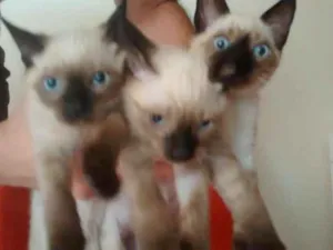 Gato raça Siamês idade 2 a 6 meses nome não tem nome
