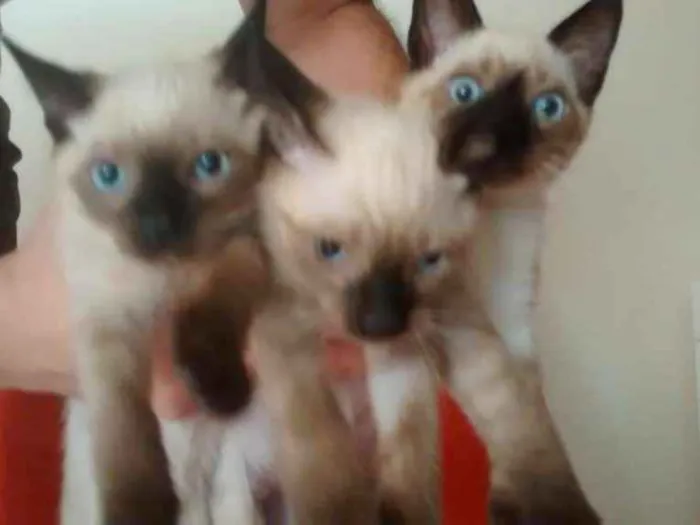Gato ra a Siamês idade 2 a 6 meses nome não tem nome