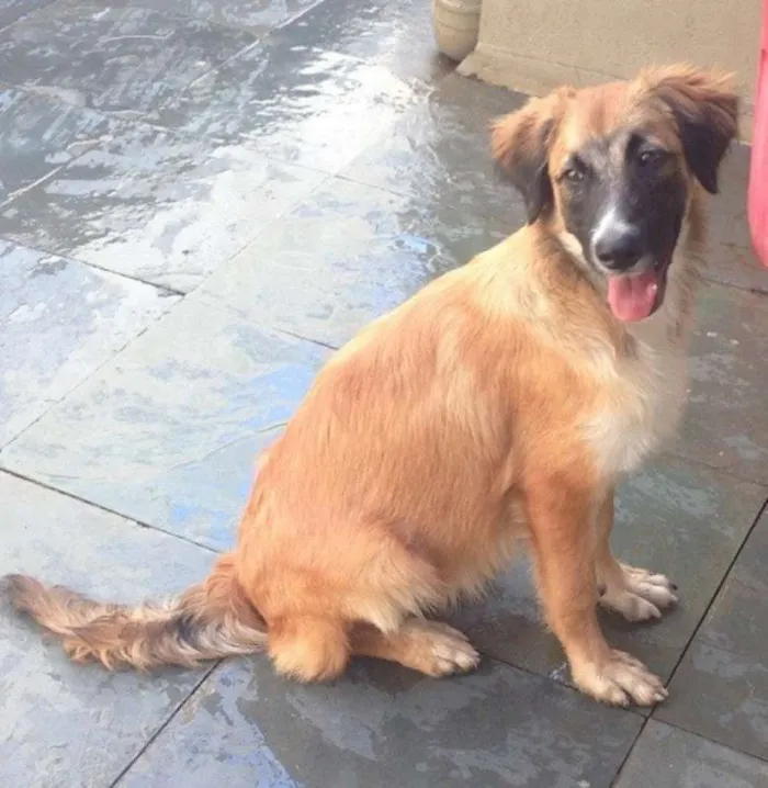 Cachorro raça SRD idade 2 a 6 meses nome Bethoven