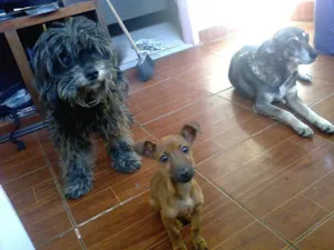 Cachorro raça Perdigueiro misturado pudlle idade 5 anos nome Rebeca e Néstor