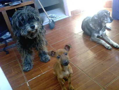 Cachorro raça Perdigueiro misturado pudlle idade 5 anos nome Rebeca e Néstor