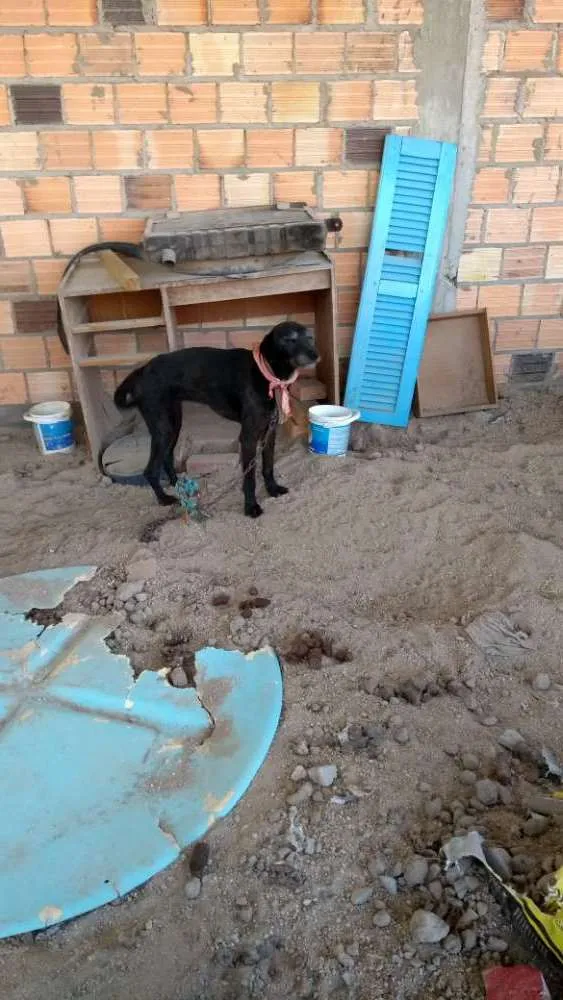 Cachorro ra a Vira lata idade 5 anos nome Riqueza
