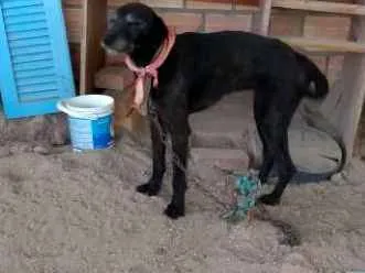 Cachorro ra a Vira lata idade 5 anos nome Riqueza
