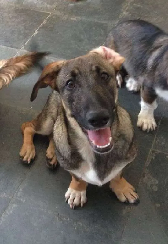 Cachorro raça srd idade 2 a 6 meses nome Mozart