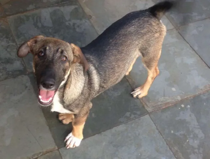 Cachorro raça srd idade 2 a 6 meses nome Mozart