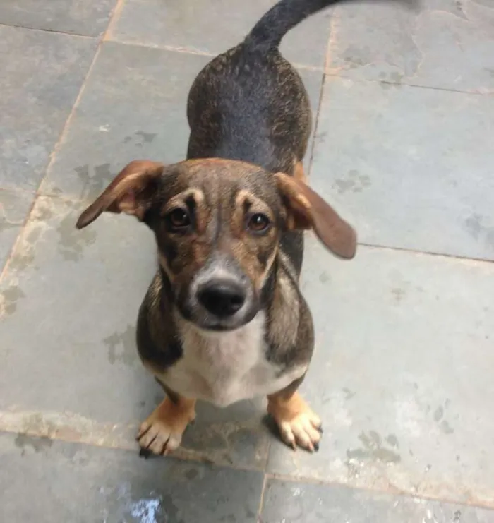 Cachorro raça srd idade 2 a 6 meses nome Lulu