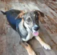Lulu